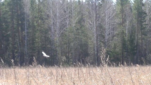 Степной лунь. Случайно наткнулся на жителя поля. смотреть онлайн