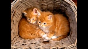 Котята детская песня, Kittens Children's Song домашние животные.mp4