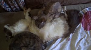 умер кот грим 27 08 2022