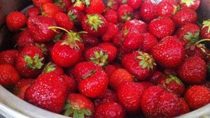Заготовка клубники на зиму