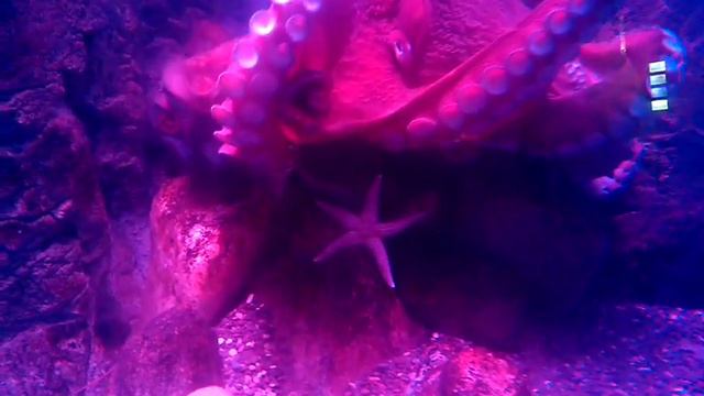 Спрут. Москвариум. смотреть онлайн