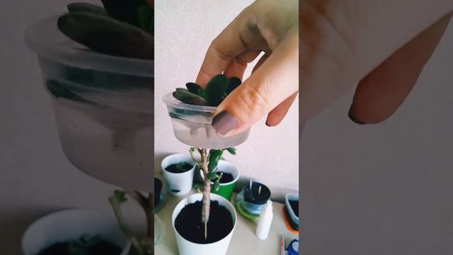 Бонсай из крассулы. Начало. смотреть онлайн