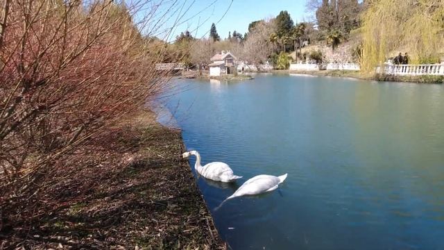 Весна в Адлере. Дендрологический парк "Южные культуры" смотреть онлайн