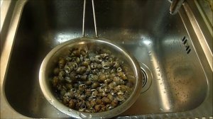 МОРСКИЕ УЛИТКИ рецепт/Maruzzielli  Lumache  di  Mare/Cook Snails