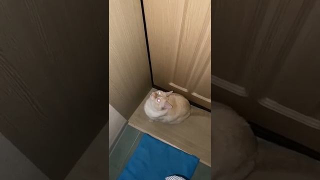 Котик Персей хочет с хозяйкой Екатериной идти в зоомагазин "Четыре лапы"! смотреть онлайн