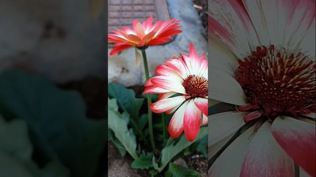 #shorts 27-21 CRETE: new flowers in my garden - GERBERA/ КРИТ: новые цветы в моем саду - ГЕРБЕРЫ