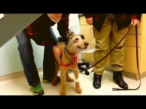 After This Blind Dog Got Surgery To See Again, His Adorable Reaction.mp4