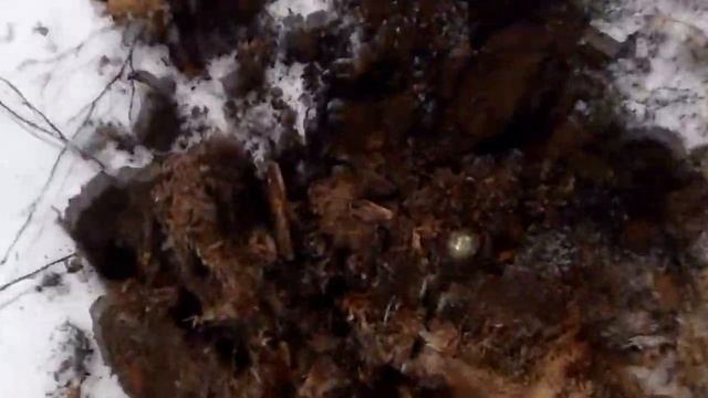 И поперло Серебро !!! Мега удачный коп в декабре!! Minelab X terra 705 and Garrett AT PRO смотреть онлайн