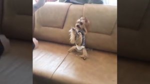 Йорк выполняет команды | дрессировка йоркширского терьера