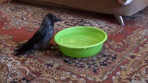 Как ворона и голубь тазик делили