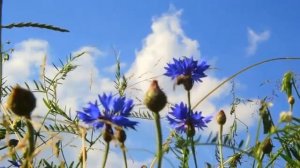 САРАФАН    Зоя Ященко