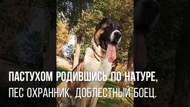 Мои собаки.Мой Алабай. смотреть онлайн