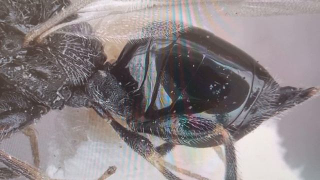 Eurytoma pineticola Zerova, Eurytomidae. Holotype. Entomology Collection. Inst Zoology, Kyiv Ukrain