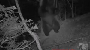 25/17 оборотень