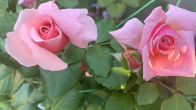 Алоха плетистая роза США 1949 год г. Киев сентябрь 2021г. смотреть онлайн