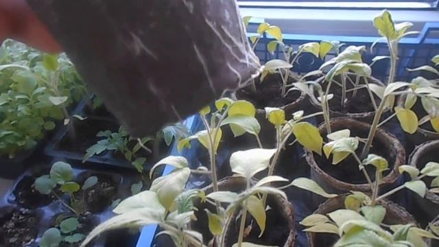 Рассада помидоров. ( Не покупайте торфяные горшочки !!! смотреть онлайн