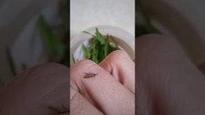 Вот, что живет у нас в доме! Кузнечики зимой.Кузнечики зимой в доме. Коники взимку. Кузнечики.