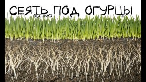 Что творит этот сидерат под огурцы! Почва рыхлая как торф! Какой сидерат сеять под огурцы осенью?