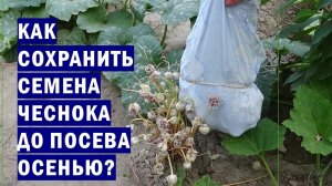 Как хранить семена чеснока до момента посева осенью?