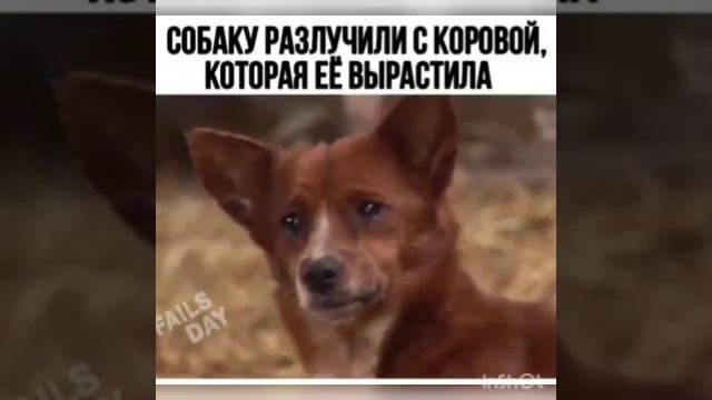 Собака воспитанная коровой. Очень трогательное видео. This video makes me cry смотреть онлайн