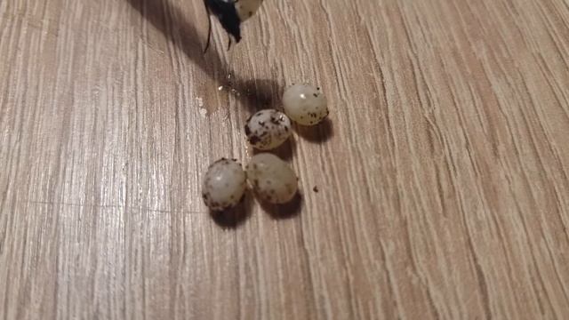 Что такое жировики и что у них внутри?))) смотреть онлайн