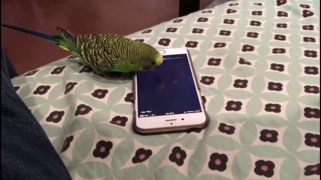 Яблочный AR, Apple ушатала Samsung в суде и апокалипсис Etherium-кошелька Parity | TIE #64 смотреть онлайн