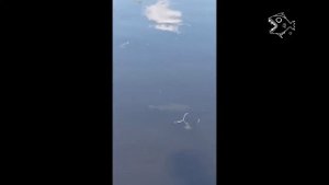 Рыбалка на Вуоксе. Красивые места Ленинградской области. Нерест леща.