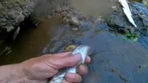 Рыбалка на быстрине