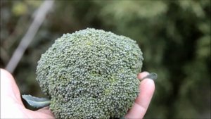 Брокколи или спаржевая капуста