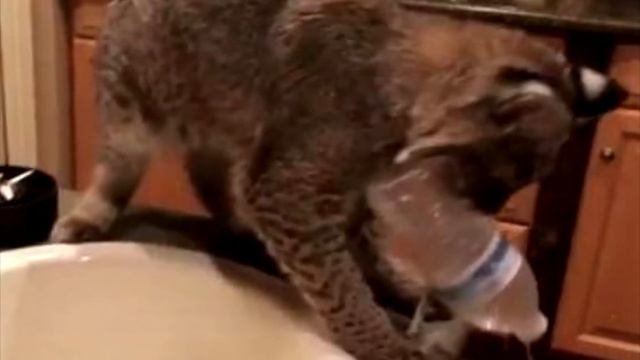 Домохозяйка приютила странную кошку, а наутро узнала ужасающую правду! смотреть онлайн