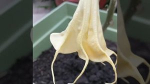 Peach Brugmansia (Angel Trumpets)