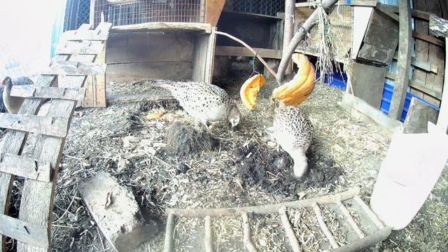 Живой корм для птиц.  Мокрицы превосходный природный корм в рационе домашней птицы