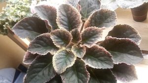 Фиалка Ness' Orange Pekoe.