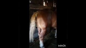 цыганские лошади город Рязань