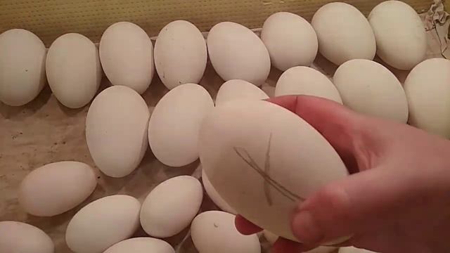 Овоскопирование гусиных и утиных яиц, результат проверки.