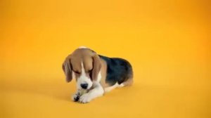 Pedigree® Jumbone - nom nom nom
