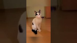 Коты со ртом человека!!! Говорящий рот!!! tiktok кот!!! Говорящие коты!