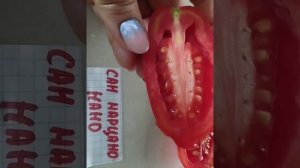 Обзоры сортов : Нижегородский кудяблик , Сияющая красота , Сан марцано нано , Оранжевый русский .