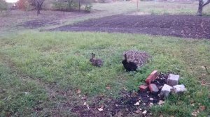 Воронежская область. Сагуны. Кролики в огороде