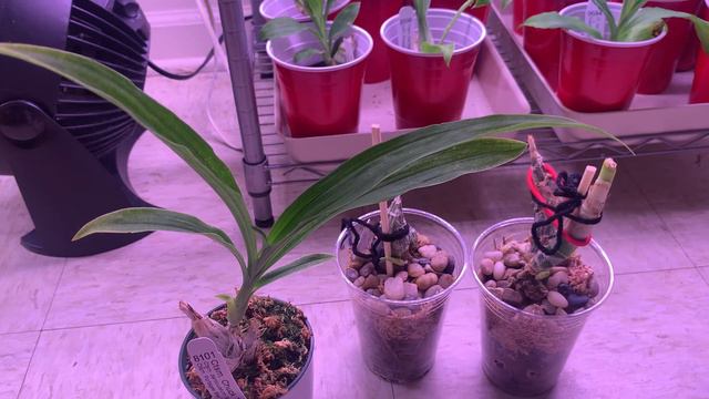 How to get rid of spider mites in orchids FAST смотреть онлайн