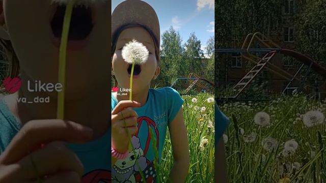 🌻🌻🌻одуван💮💮💮