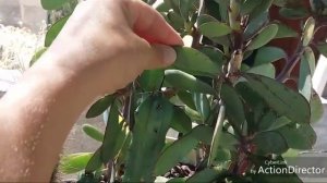 Обзор Кактусов и Сукулентов.