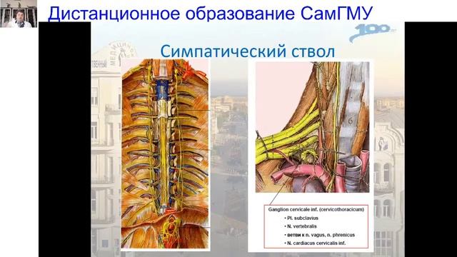 Иннервация стенок полостей и внутренних органов