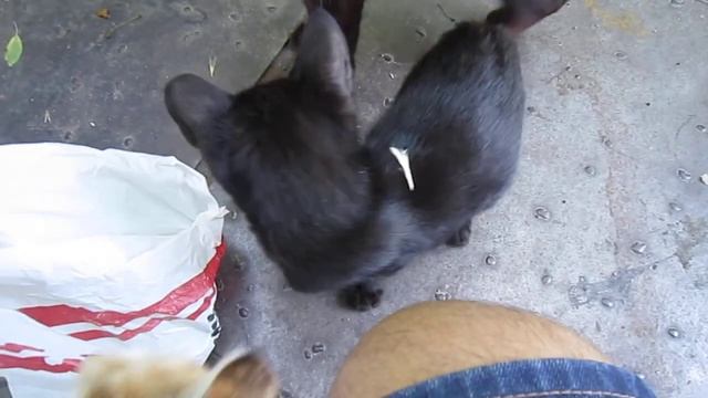 Кормление бездомных животных (Ролик № 39) [Часть № 3] смотреть онлайн