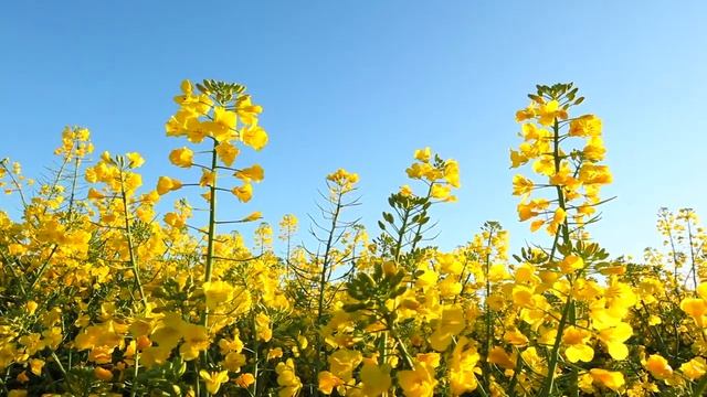 Пение птиц на цветочном поле смотреть онлайн