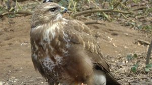 Eating Common Buzzard Captured On A Panasonic SD900 50fps