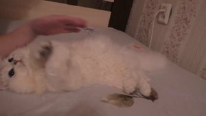 Шотландский серебряный кот Хоши