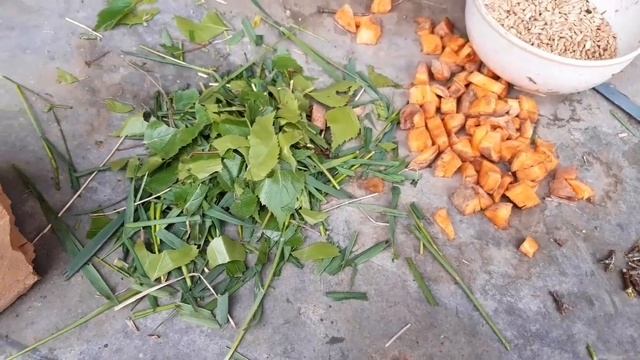 Готовлю САЛАТ для КРОЛИКОВ!? смотреть онлайн