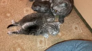 Котятам 3 недели