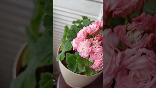 Сравнение в полном роспуске пеларгонии Denise Sutarve и Fischers Appleblossom rosebud. смотреть онлайн